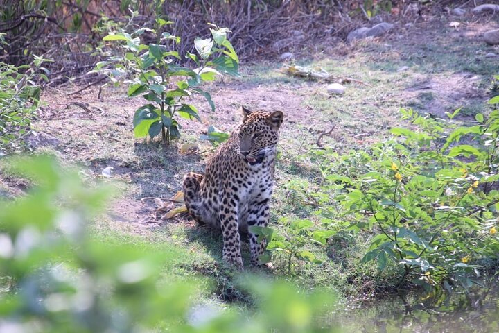 Gohri Jungle Safari