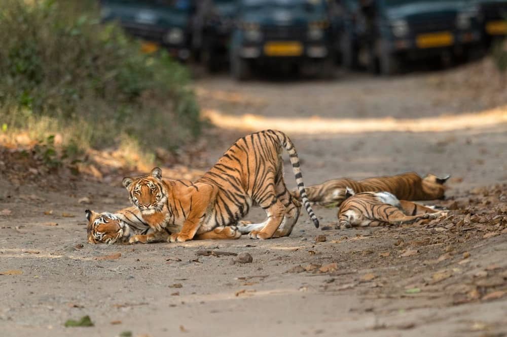 Rajaji and Rishikesh Tour